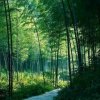 茂林修竹的头像
