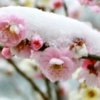 亦雪芳菲的头像