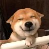 ℡似狂潮&的头像