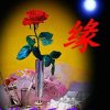 忘不了的头像