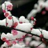 踏雪寻梅的头像