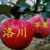 火火的爱的头像