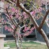 -☆安静的头像