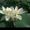 ..唯心独醉，，芭蕉村张成辉的头像