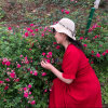 心静1的头像