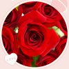 带刺玫瑰的头像