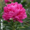 文少的头像