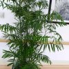 一见如故(退)的头像