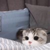 Laughing的头像