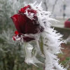 冰雪玫瑰的头像