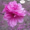 秦的头像