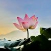 菩提花开【暂退】的头像