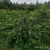 真好果园的头像