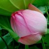 云淡风轻的头像