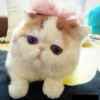 小猫的头像