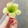 素颜的头像