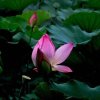 如意巜停币、拒币》謝謝，合作的头像