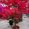 菜花蛇的头像