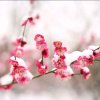 [缘]~~本是梦的头像