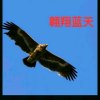 翱翔蓝天的头像