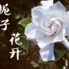 栀子花开的头像