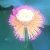商城霞戴芳专卖的头像