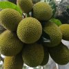LJ芬芳的头像