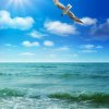 海阔天空的头像