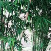 容易的头像