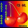 樱桃红了的头像