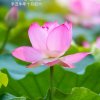 静儿的头像