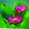 芙蓉花开永翠的头像