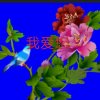 豪情风云的头像