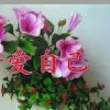 轩哥的头像