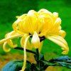 9月di菊的头像