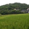 随缘的头像