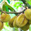 Durian的头像
