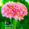 平平岁月的头像