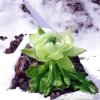天山雪莲的头像