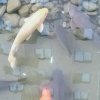 夏日阳光的头像