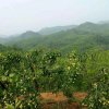 年轻无罪的头像