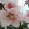 桃子的春天的头像