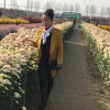 歌声飘飘的头像