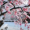 强歌学院雪儿 （主唱）的头像