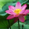 镜花缘的头像