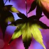 美好人生的头像