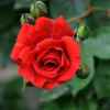 红玫瑰的头像