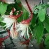 银歌美丽人生的头像