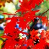 花开陌上的头像