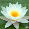 心有莲花的头像